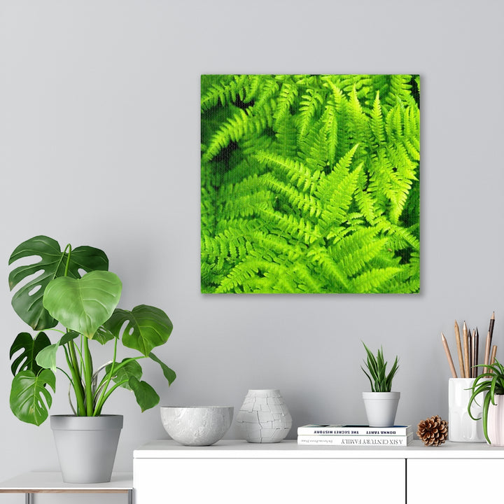 Ferns, Ferns, Ferns - Canvas