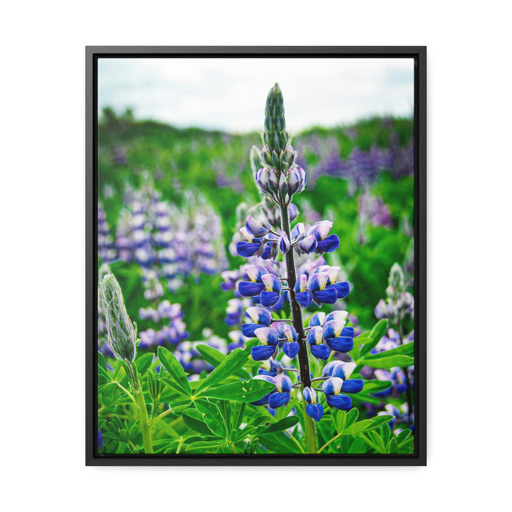 Glowing Lupin - Canvas with Frame