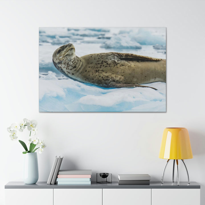 Leopard Seal Relaxing - Canvas