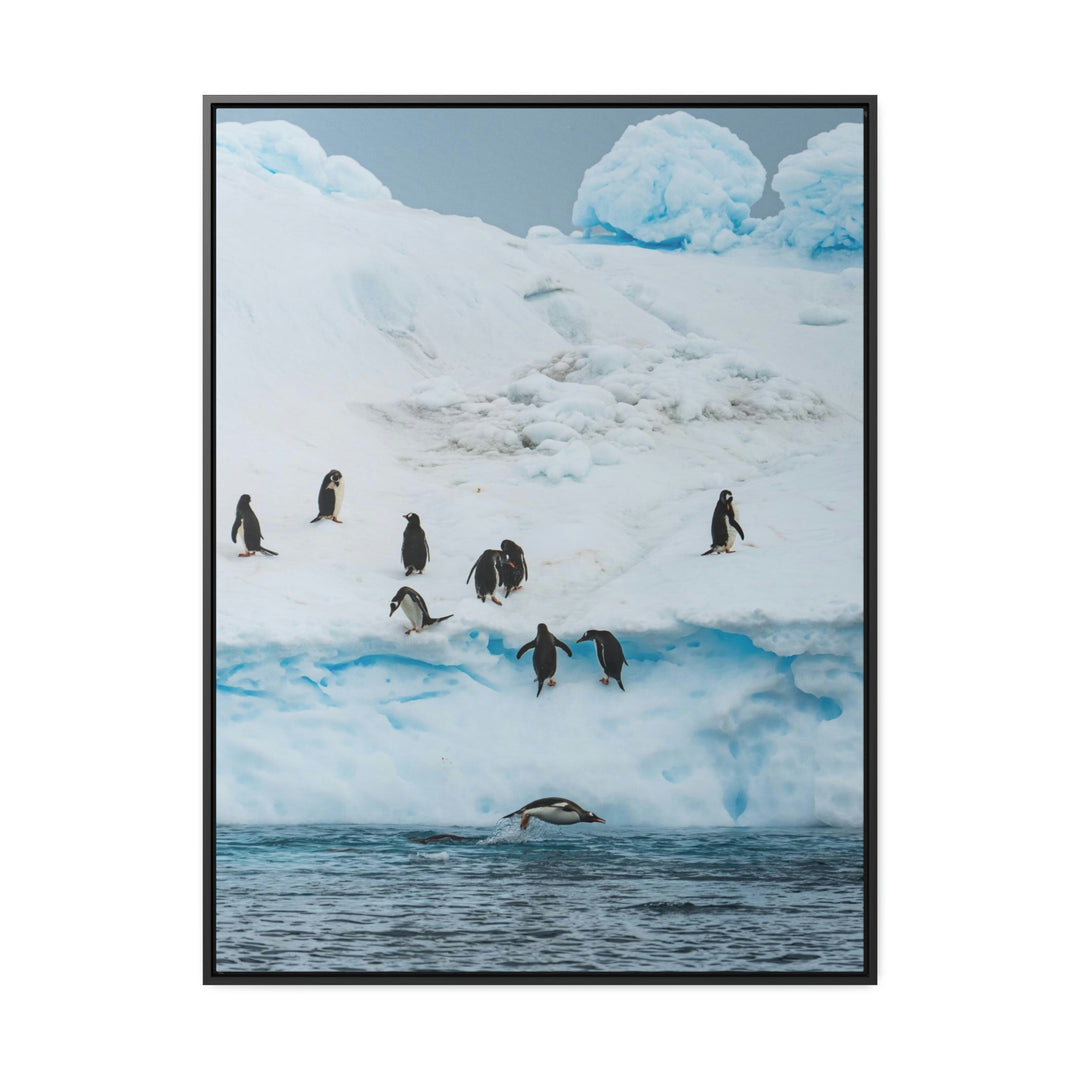 Porpoising Penguin - Canvas with Frame