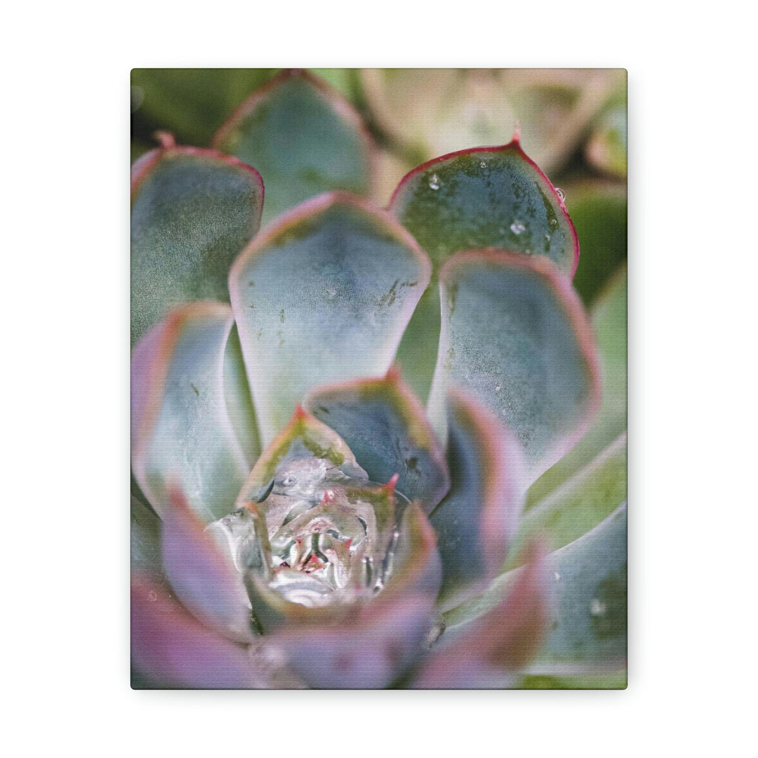 Stunning Succulent - Canvas