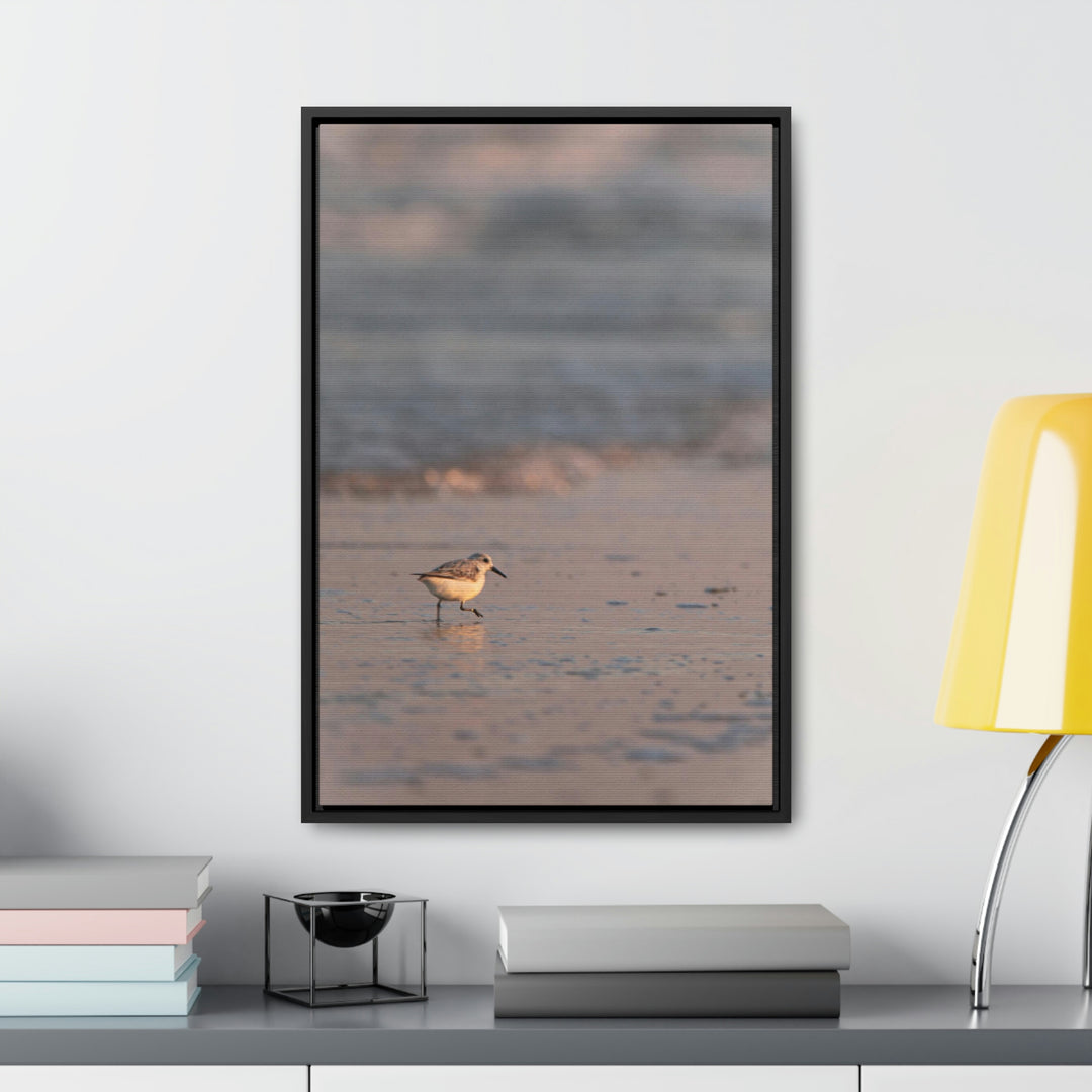 Sanderling in Soft Dusk Light - Canvas with Frame