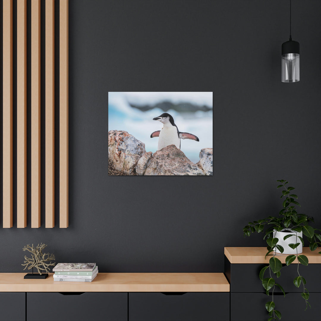 Stretched Penguin - Canvas