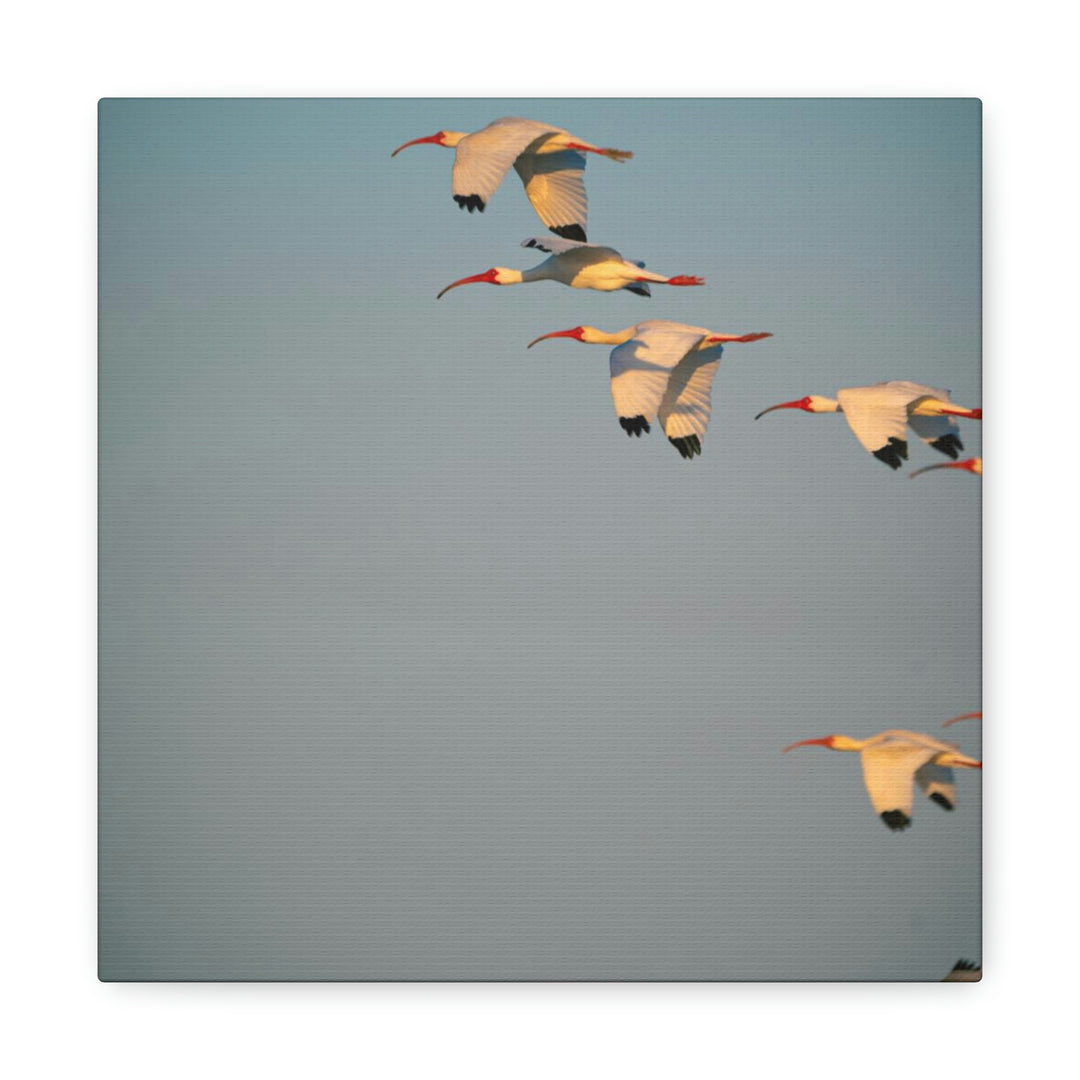 White Ibis in Flight - Canvas