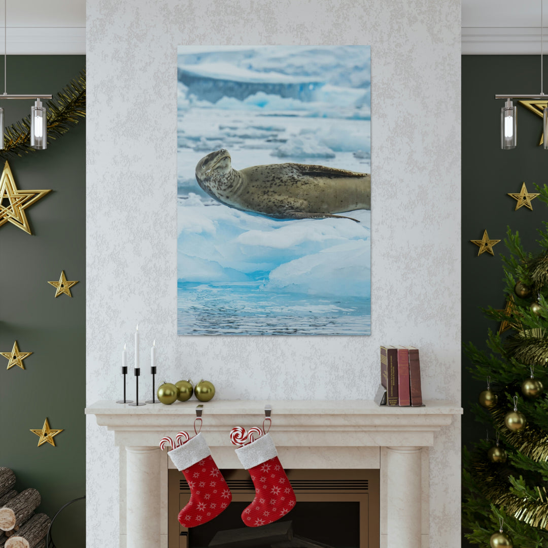 Leopard Seal Relaxing - Canvas