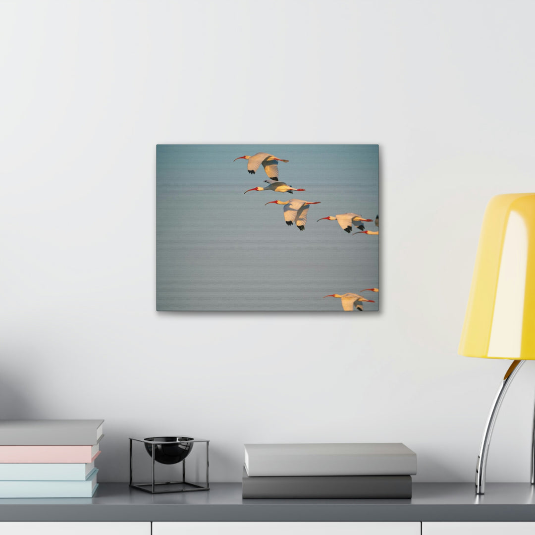 White Ibis in Flight - Canvas