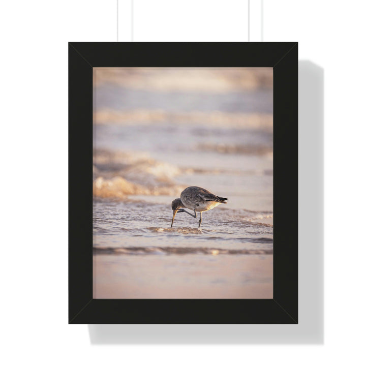 Willet Itch - Framed Print