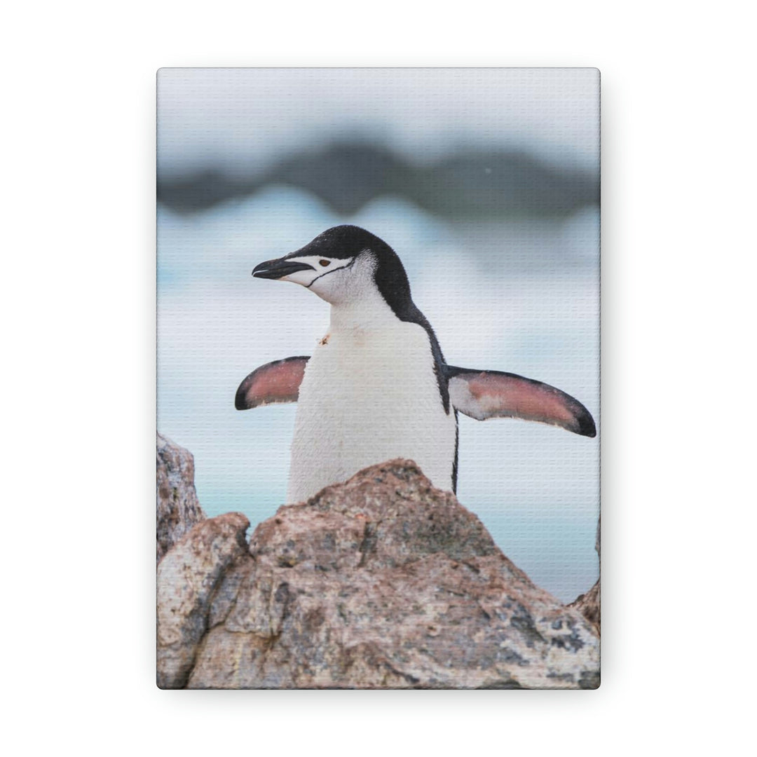 Stretched Penguin - Canvas