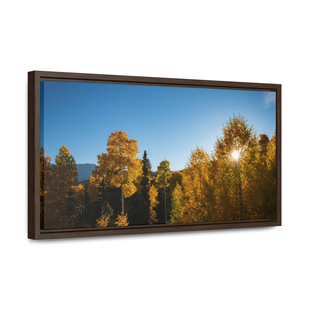 Sun Through the Aspens - Canvas with Frame