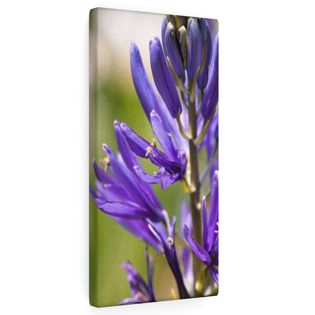 Camas in Bloom - Canvas