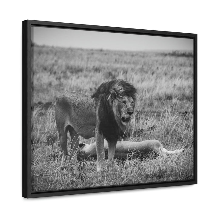 Mating Lions in Black and White - Canvas with Frame