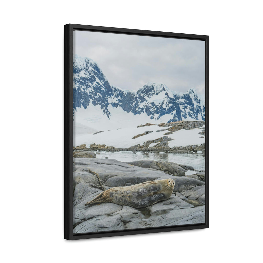 Weddell Relaxing - Canvas with Frame