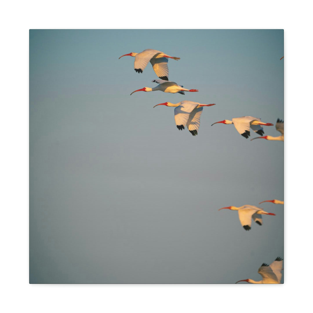 White Ibis in Flight - Canvas