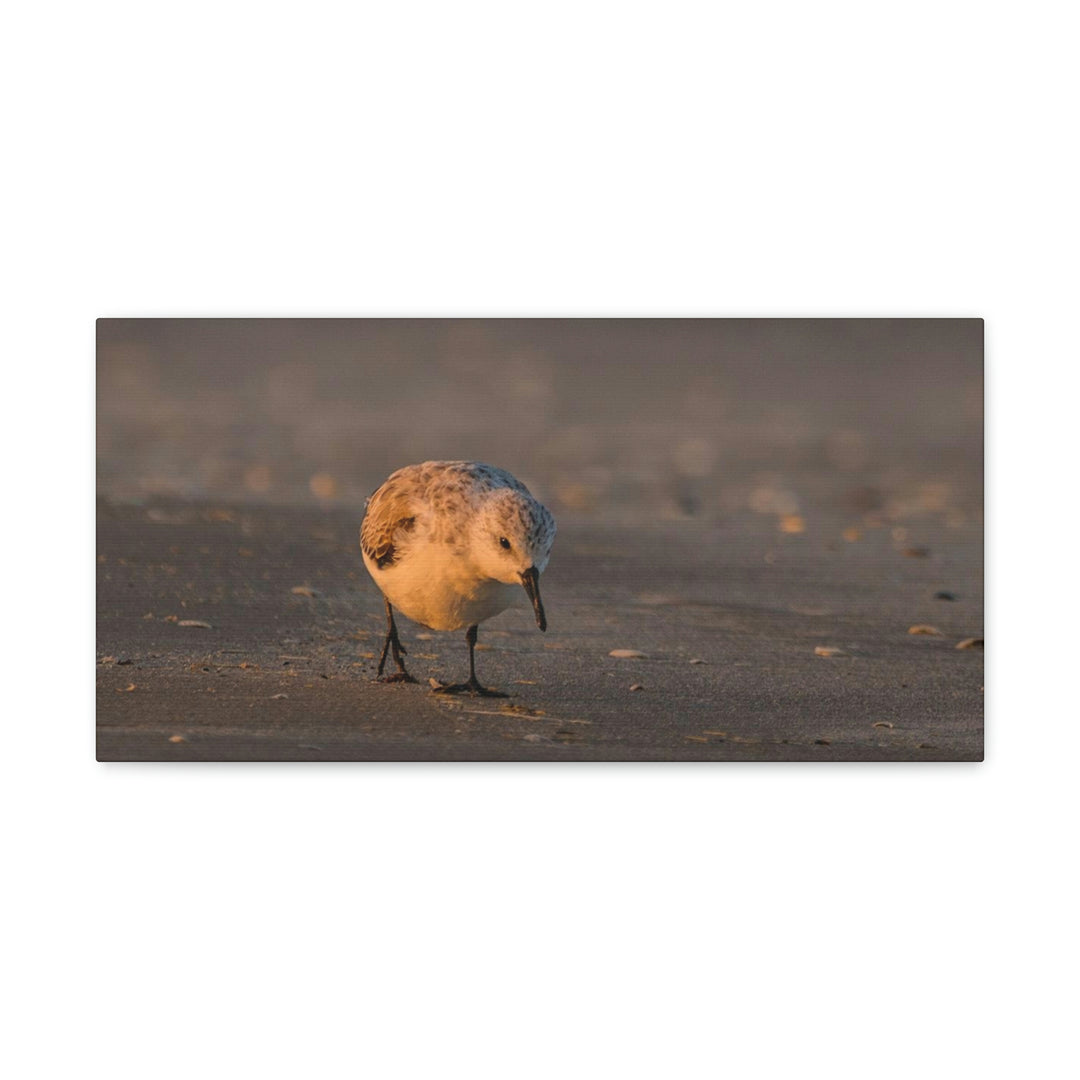 Feeding Sanderling - Canvas