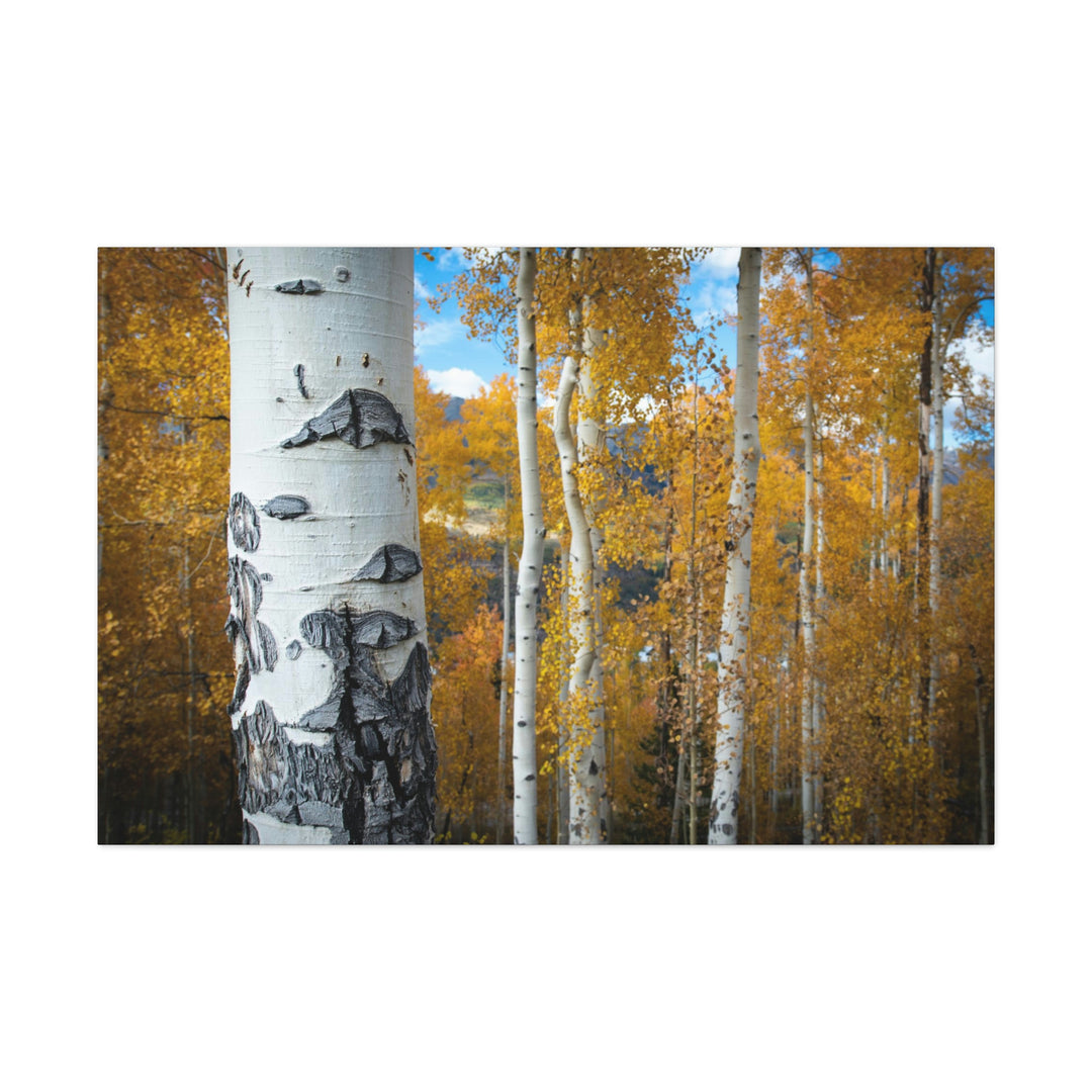 Aspens Changing - Canvas