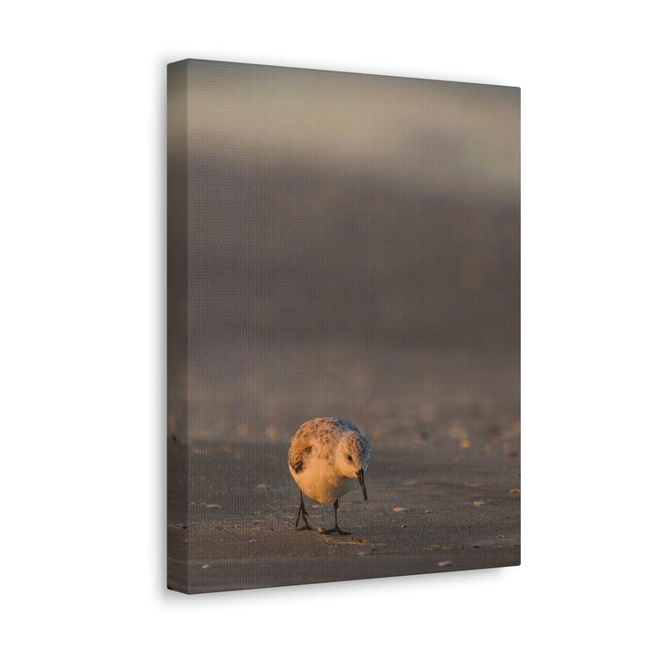 Feeding Sanderling - Canvas