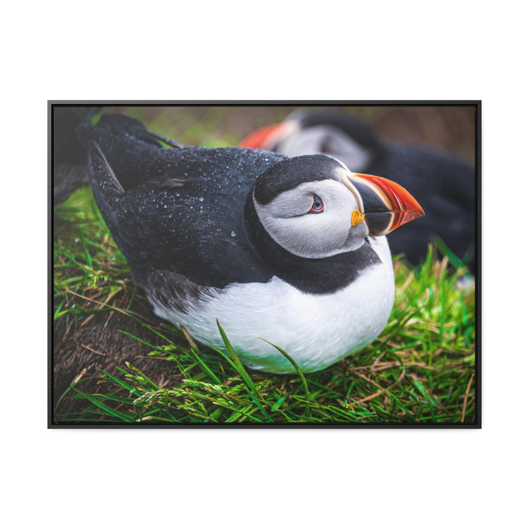 Resting Puffin - Canvas with Frame