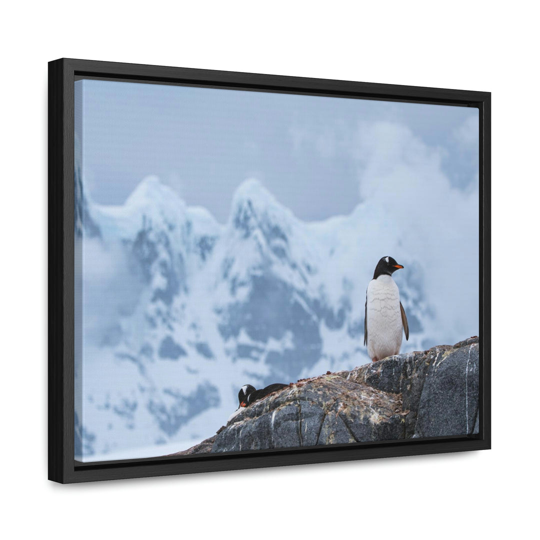 Poised Penguin - Canvas with Frame