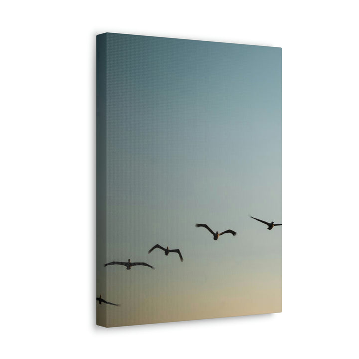 Brown Pelicans in Flight - Canvas