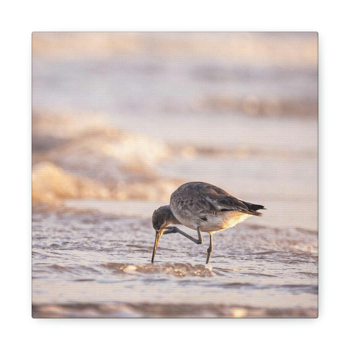 Willet Itch - Canvas