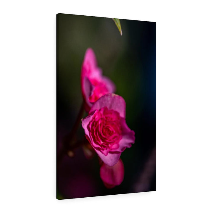 Hybrid Tea Lily - Canvas