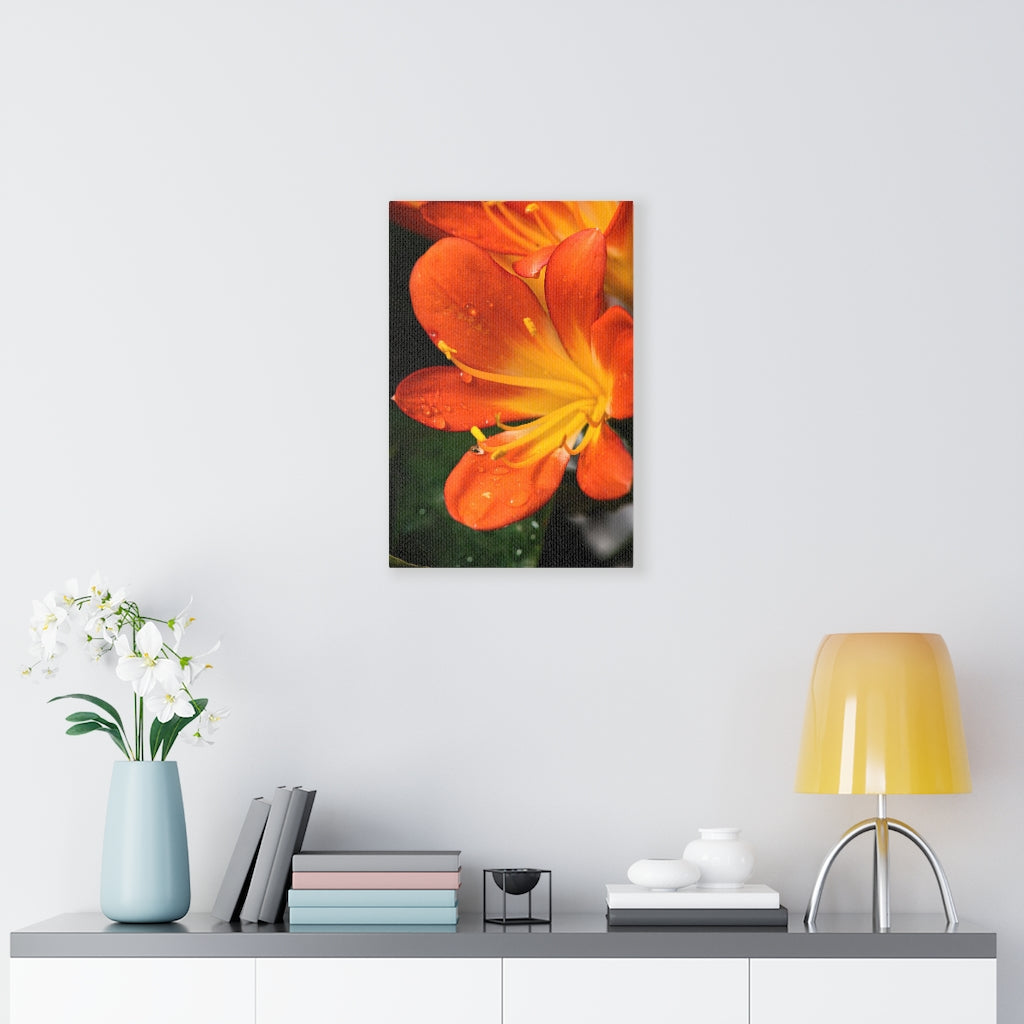 Bright Bush Lily - Canvas