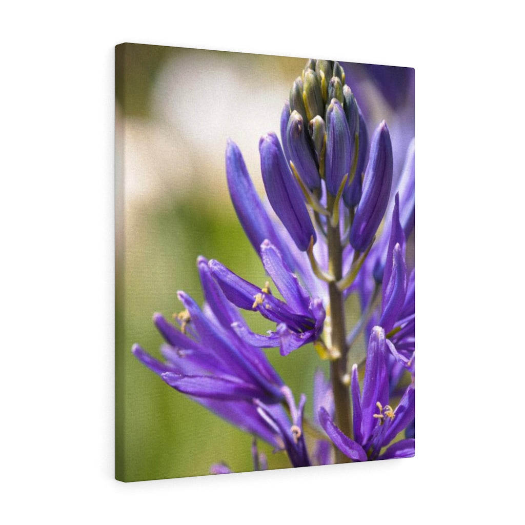 Camas in Bloom - Canvas