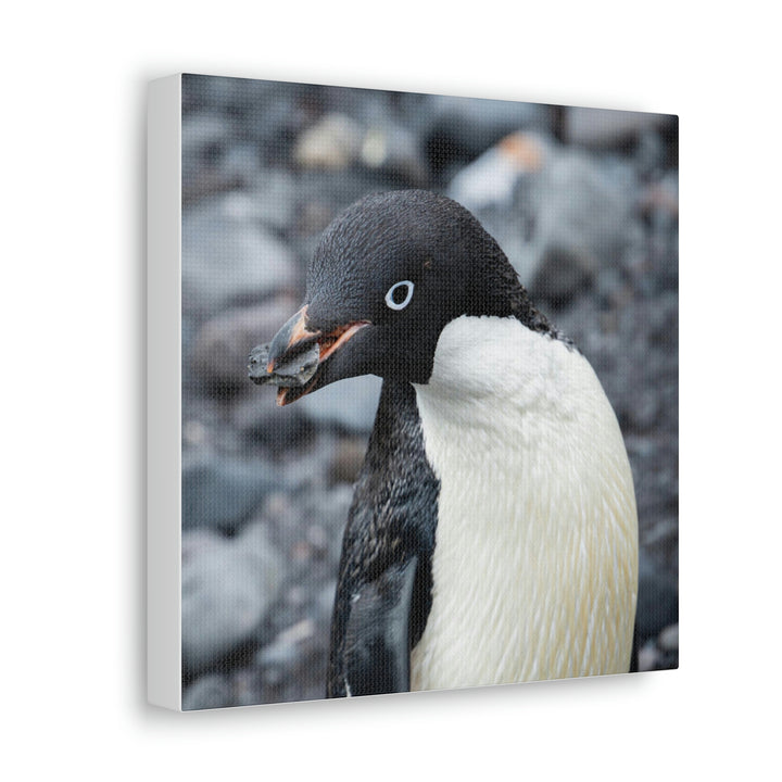 A Penguin's Pebble - Canvas