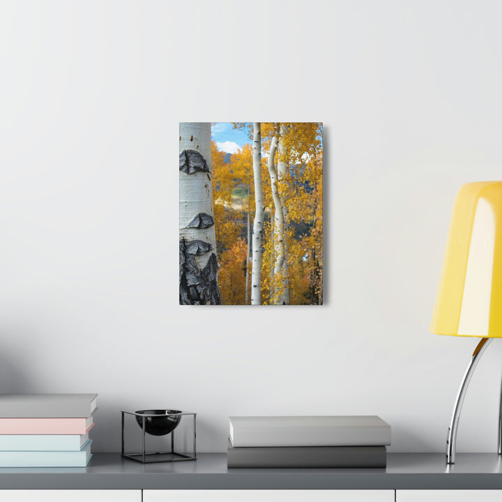 Aspens Changing - Canvas