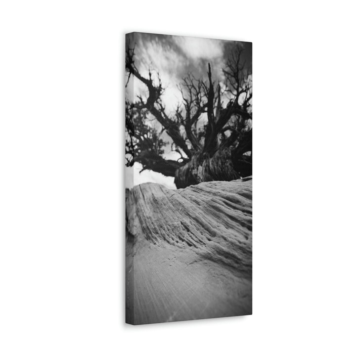 Desert Reach in Black and White - Canvas