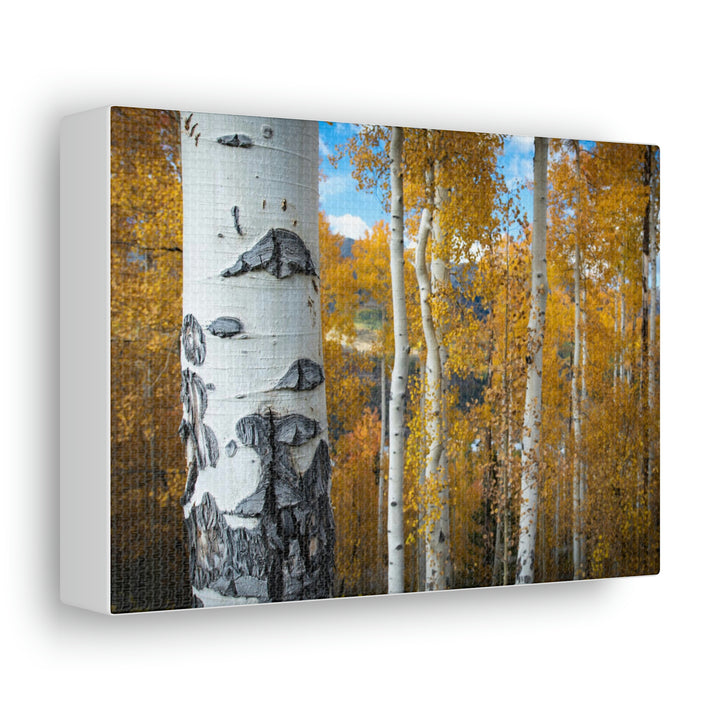 Aspens Changing - Canvas