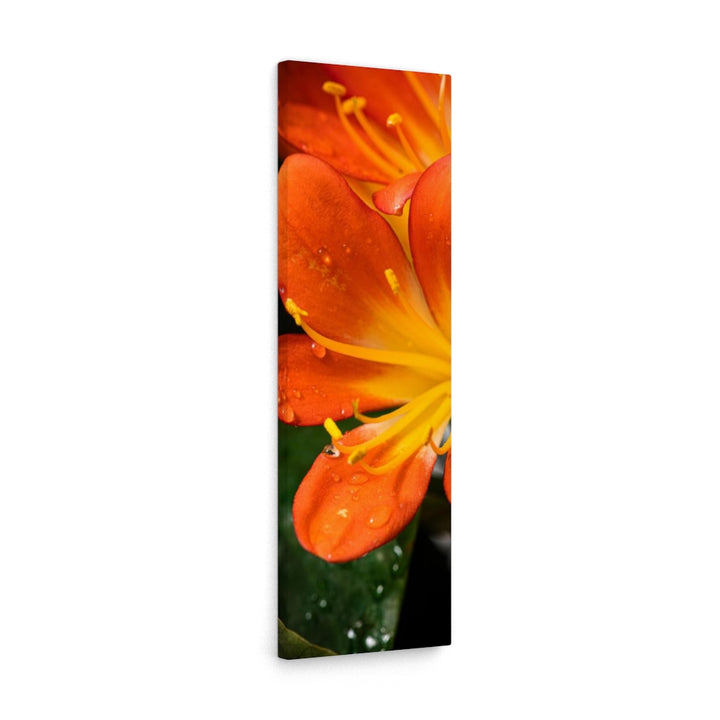 Bright Bush Lily - Canvas