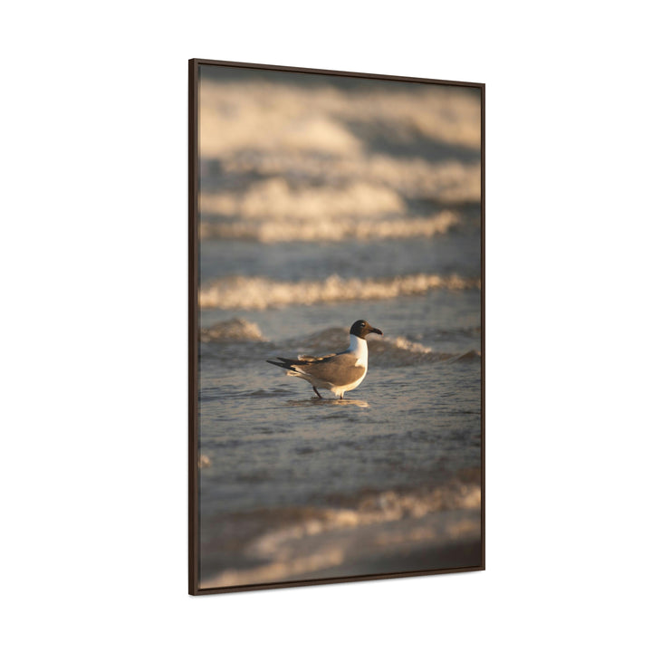 Laughing Gull in the Surf - Canvas with Frame