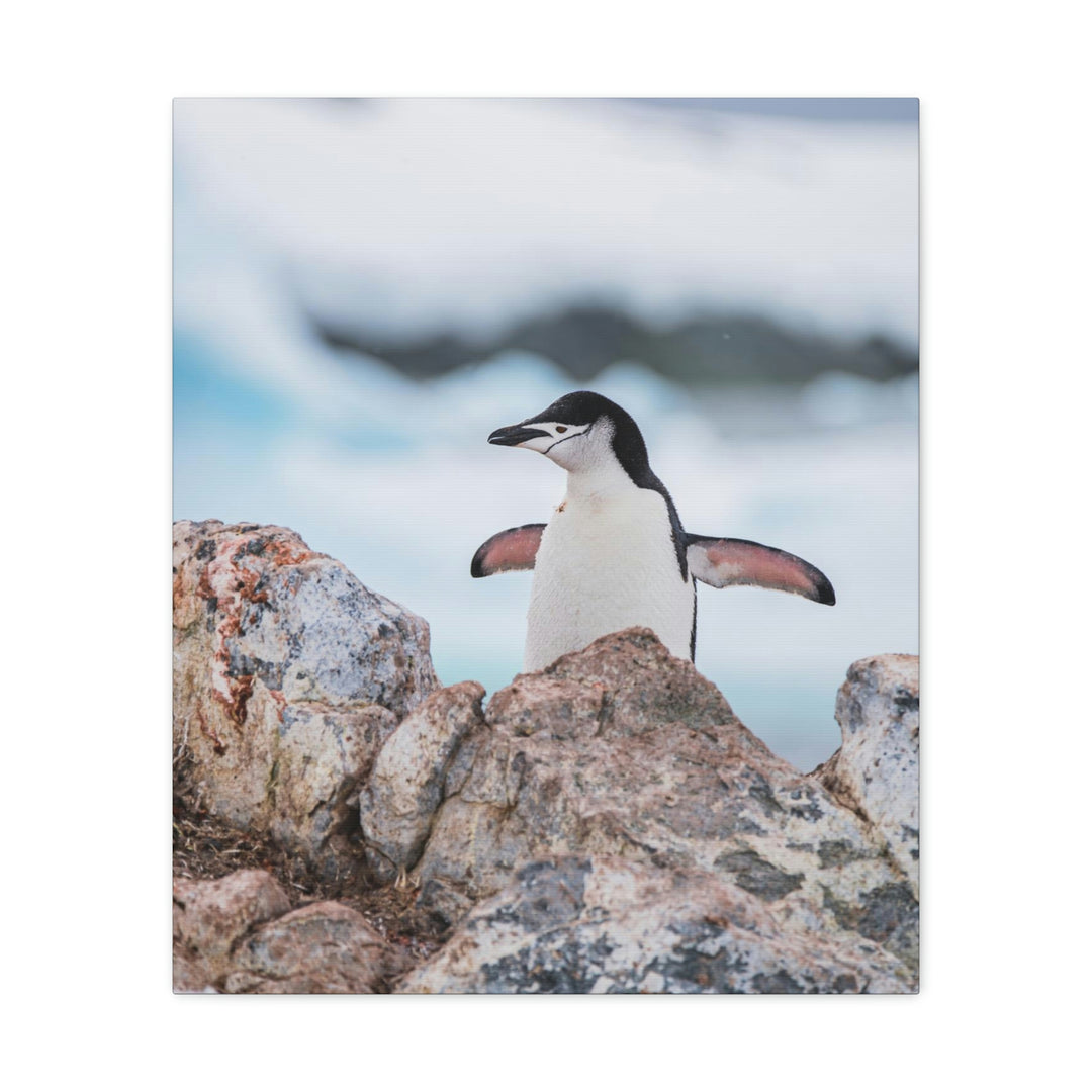 Stretched Penguin - Canvas