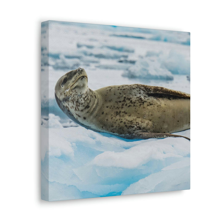 Leopard Seal Relaxing - Canvas