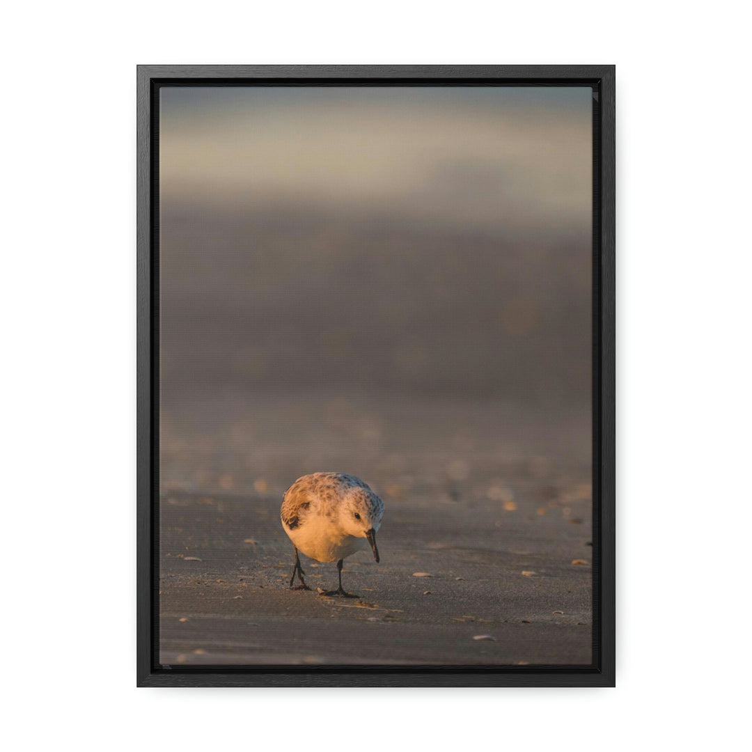 Feeding Sanderling - Canvas with Frame