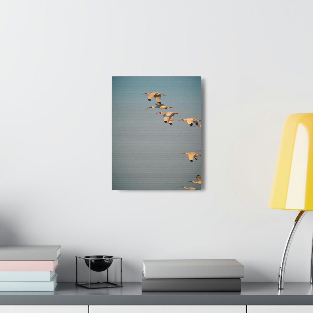 White Ibis in Flight - Canvas