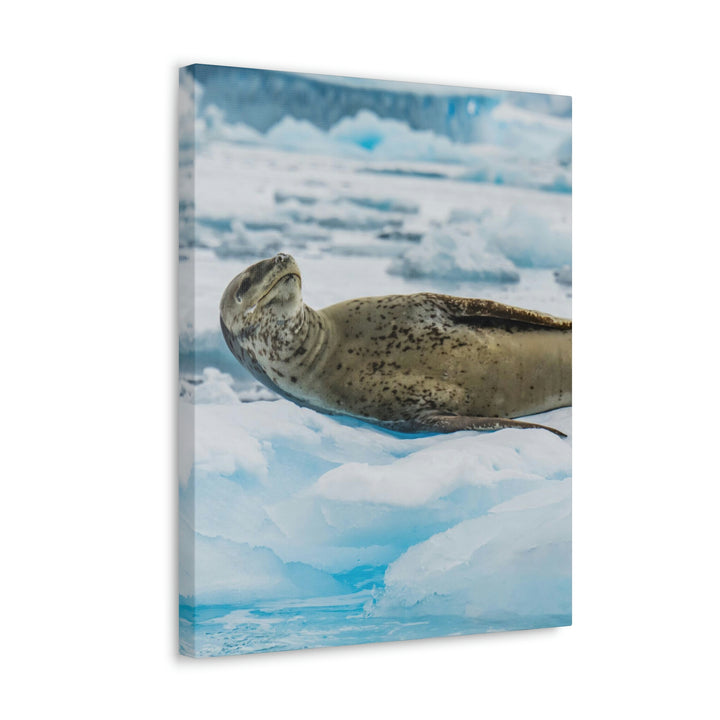 Leopard Seal Relaxing - Canvas