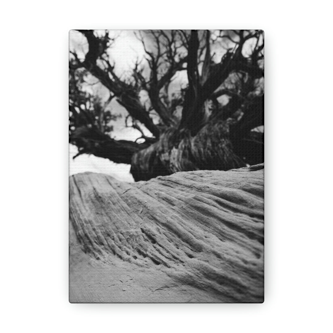 Desert Reach in Black and White - Canvas