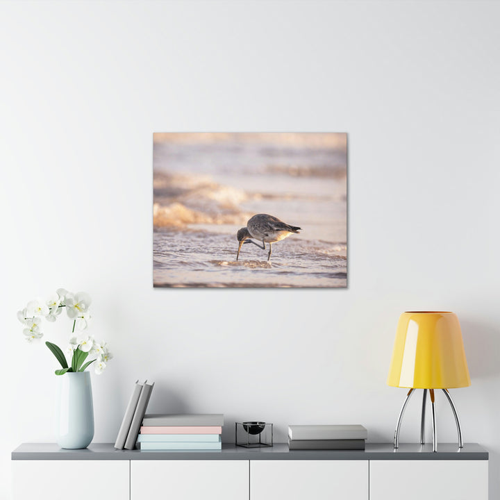 Willet Itch - Canvas