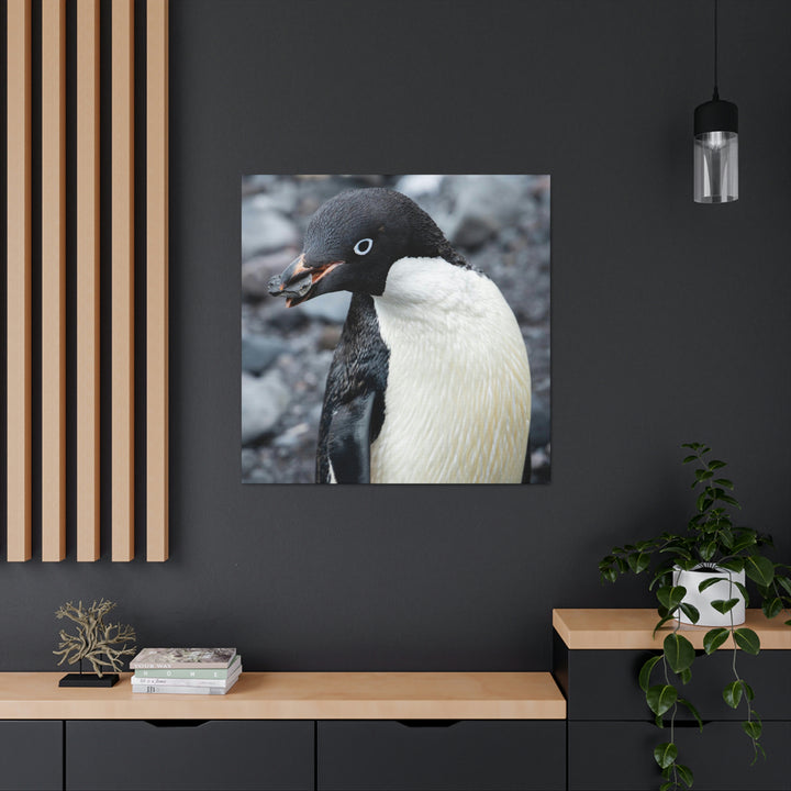 A Penguin's Pebble - Canvas