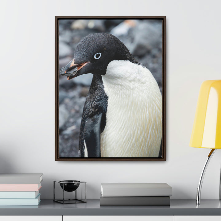 A Penguin's Pebble - Canvas with Frame