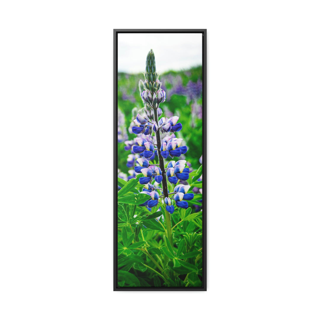 Glowing Lupin - Canvas with Frame