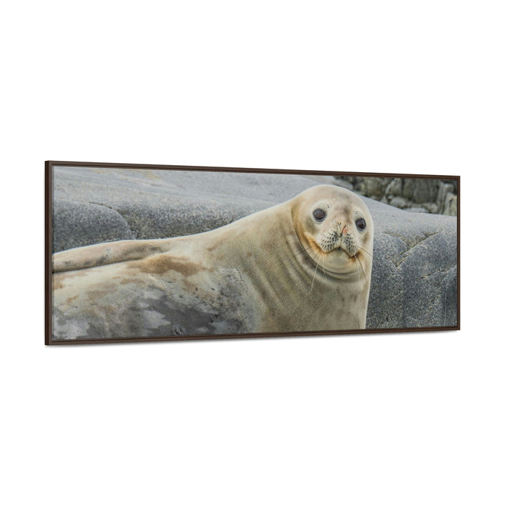 Weddell Smile - Canvas with Frame