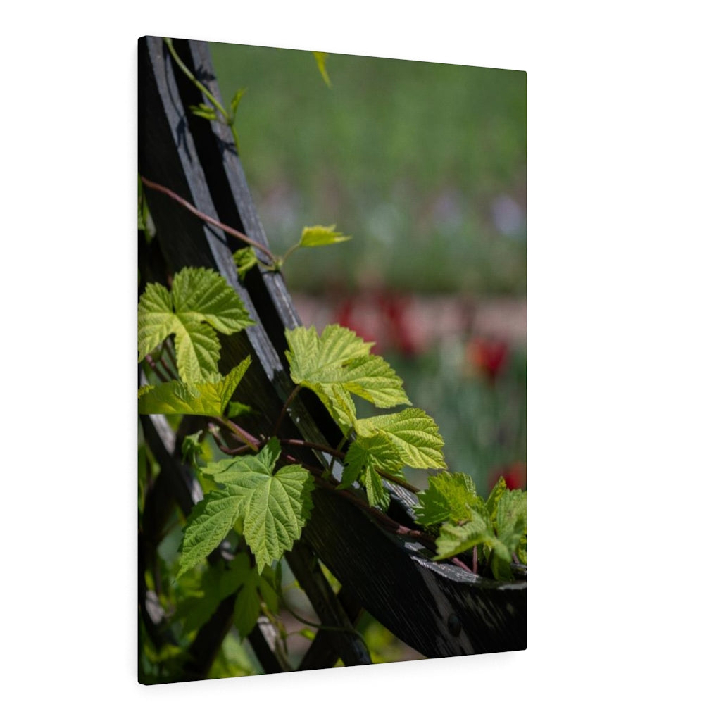 Ivy-Covered Fence - Canvas