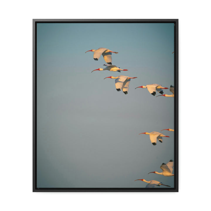 White Ibis in Flight - Canvas with Frame