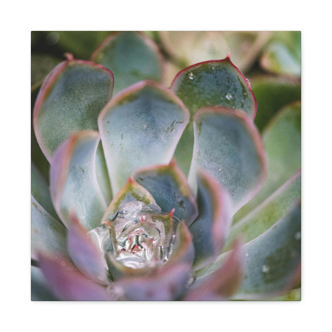 Stunning Succulent - Canvas