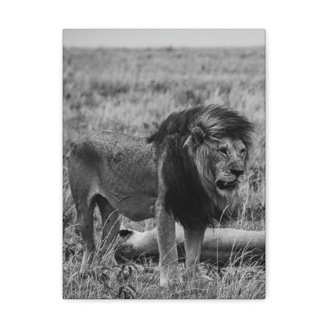 Mating Lions in Black and White - Canvas