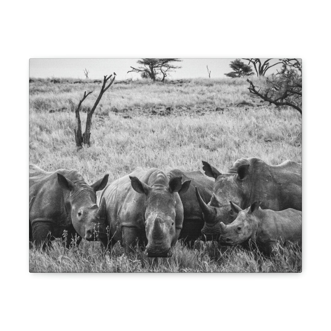 Rhino Family in Black and White - Canvas