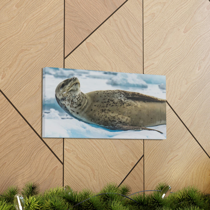 Leopard Seal Relaxing - Canvas